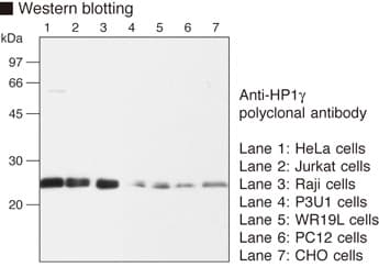 CBX3 / HP1 Gamma Antibody