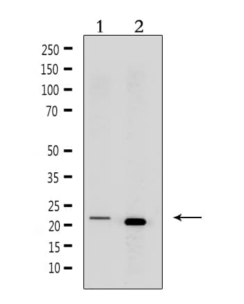 CRH / CRF Antibody