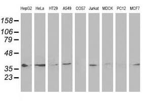 DNAJB1 / Hsp40 Antibody (clone OTI1F9, Carrier-free)