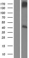 RASSF1 / RASSF1A Protein (Over-Expression Lysate Myc-DDK (Flag))