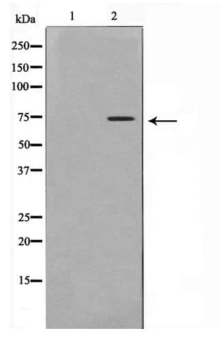 HSPA5 / GRP78 / BiP Antibody