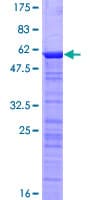 Human MORF4L2 / MRGX Protein (Recombinant GST)