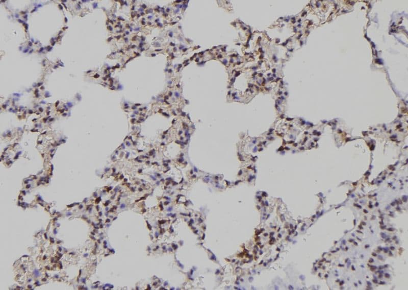 PADI4 / PAD4 Antibody