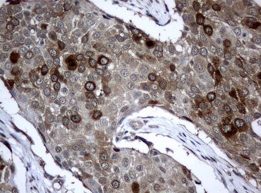 BUB1B / BubR1 Antibody (clone UMAB7, Carrier-free)