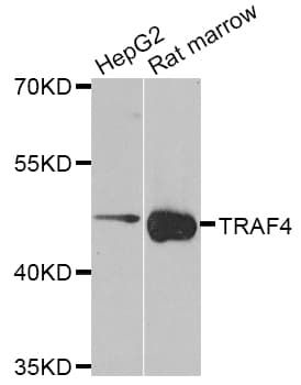 TRAF4 Antibody