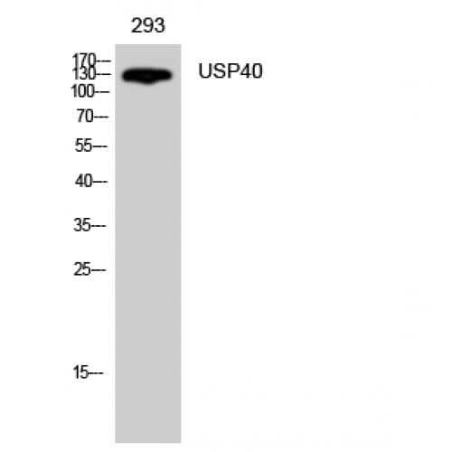USP40 Antibody (980-1060 aa, Internal)
