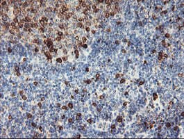 JCHAIN / Ig J Chain Antibody (clone OTI3F8, Carrier-free)