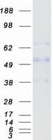 Human Alpha Fucosidase / FUCA1 Protein (Recombinant Myc-DDK (Flag))