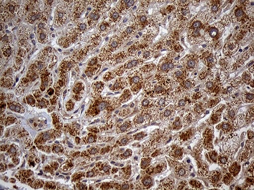 HDHD3 Antibody (clone OTI1C5, Carrier-free)