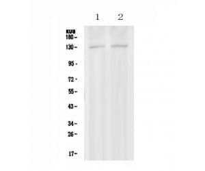 PSD Antibody