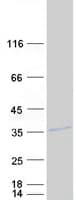 Human MARCH8 Protein (Recombinant Myc-DDK (Flag))