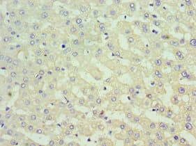 SUFU Antibody (aa325-484)