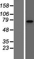 FMR1 / FMRP Protein (Over-Expression Lysate Myc-DDK (Flag))