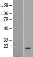 IL36RN / IL1F5 Protein (Over-Expression Lysate Myc-DDK (Flag))
