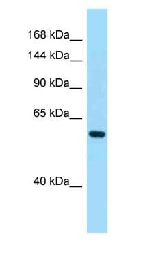 PDE11A Antibody (aa390-439)