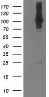 NEK9 Antibody (clone OTI7G7)