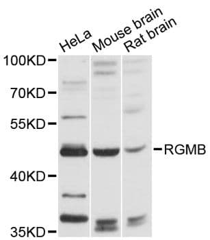 RGMB Antibody