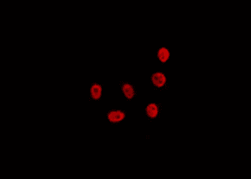 CDKL1 Antibody