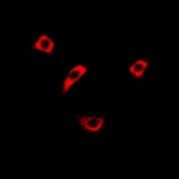 RASSF1 / RASSF1A Antibody