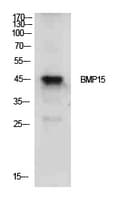 BMP15 Antibody