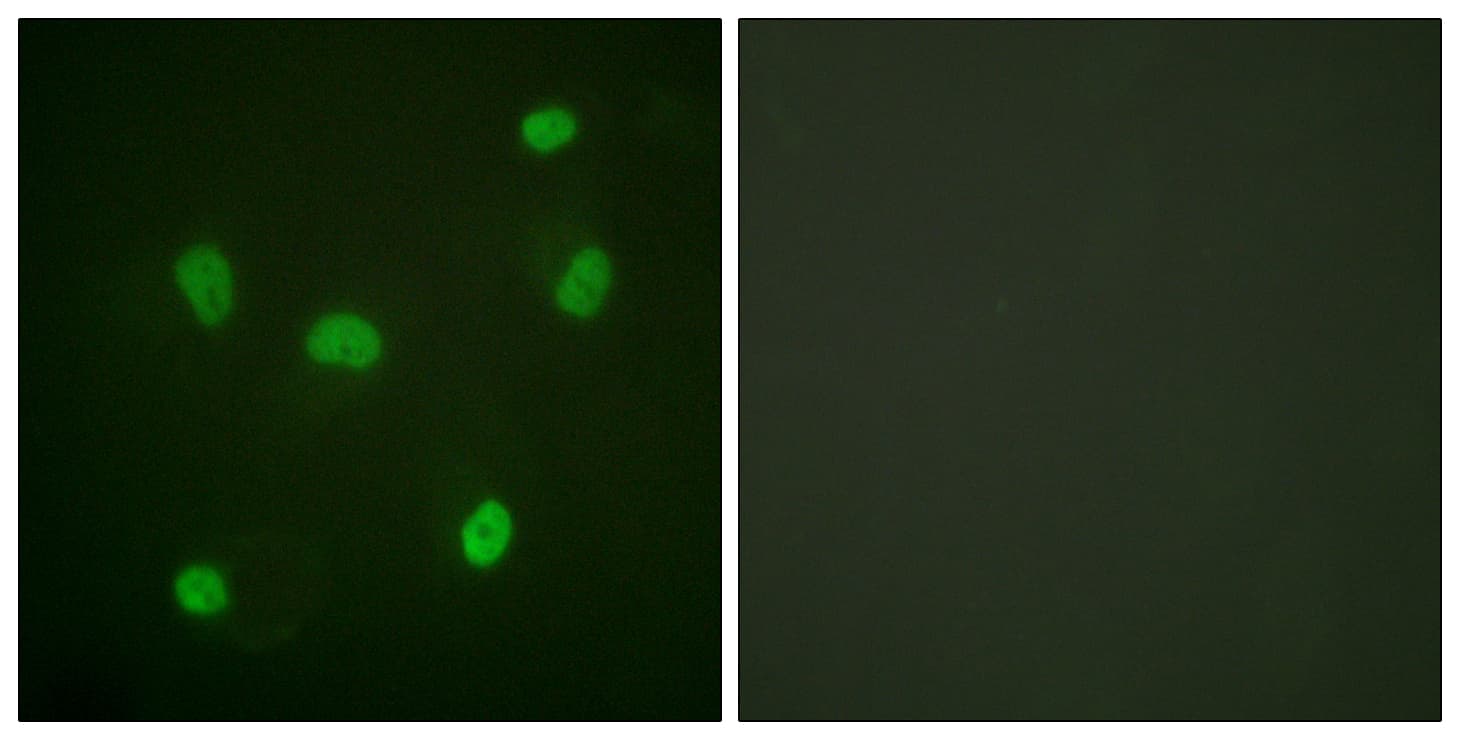 IHC-plus™ Histone H2B Antibody (aa1-50)