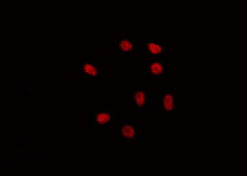 H1FOO Antibody