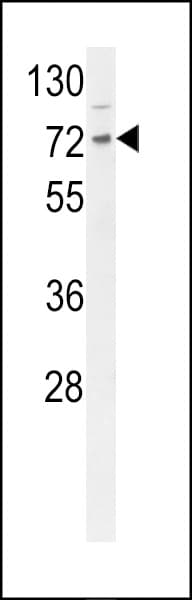 DNAJC2 / ZRF1 Antibody (aa226-255)