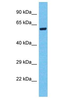 SPDYE3 Antibody (aa1-50)