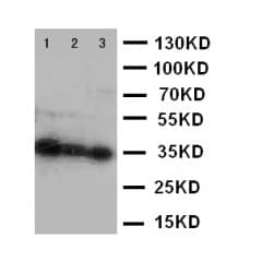 HOXA4 Antibody (aa9-26)