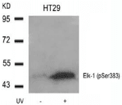 ELK1 Antibody