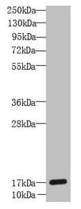IHC-plus™ GLIPR2 Antibody