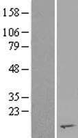 FLJ12331 Protein (Over-Expression Lysate Myc-DDK (Flag))