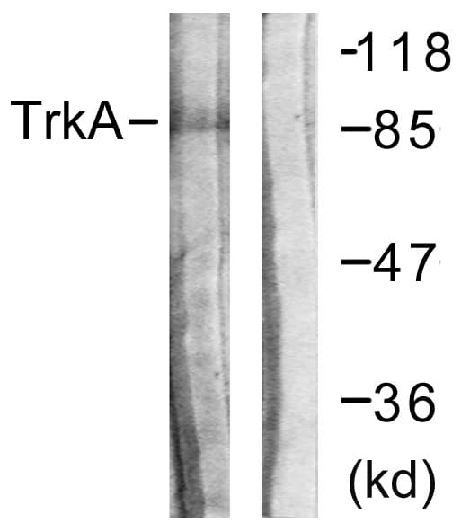 Polyclonal Rabbit anti-Human NTRK1 / TrkA Antibody (aa471-520, WB)