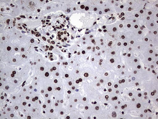 HNRNPL / hnRNP L Antibody (aa270-502, clone OTI9F11, Carrier-free)