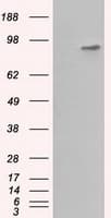 BHMT Antibody (clone OTI10B3)