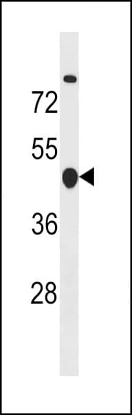 Polyclonal Rabbit anti-Human CCNB2 / Cyclin B2 Antibody (aa72-99, WB)