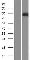 RIP4 / ANKRD3 Protein (Over-Expression Lysate Myc-DDK (Flag))