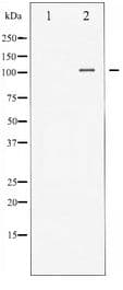 ITGA4 / VLA-4 / CD49d Antibody