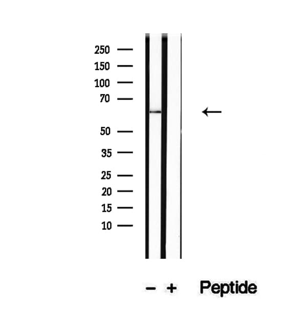 NFKBIZ / IKBZ Antibody