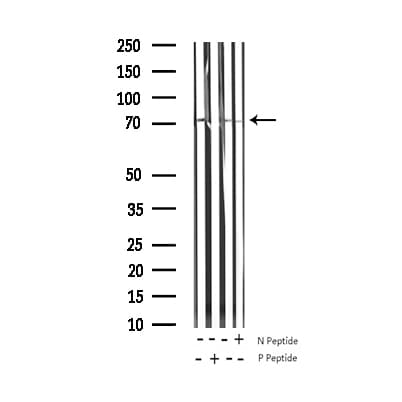 SYN1 / Synapsin 1 Antibody (phospho-Ser9)
