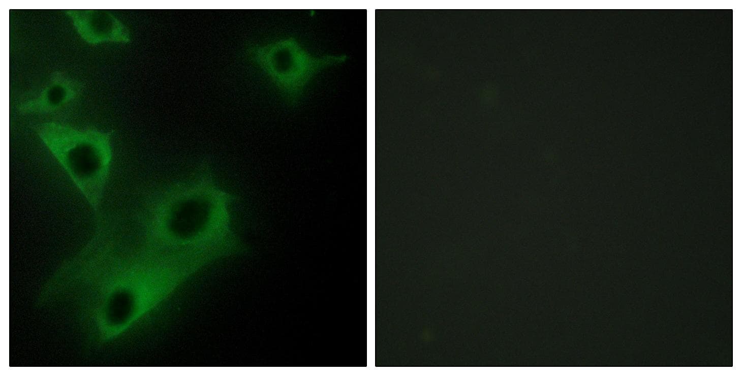 FSP27 / CIDEC Antibody