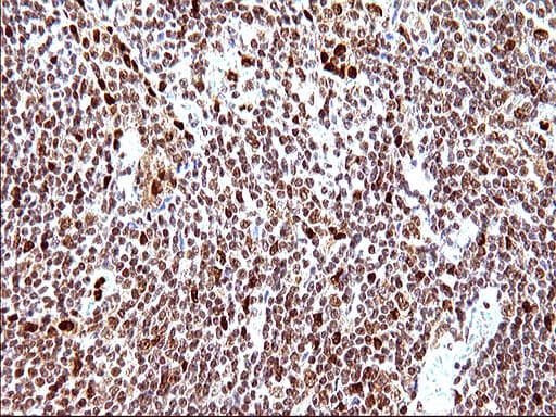 POLR3GL Antibody (clone OTI5E8, Carrier-free)