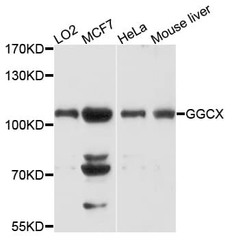 GGCX Antibody