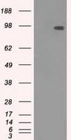 TYRO3 Antibody (clone OTI9B12)