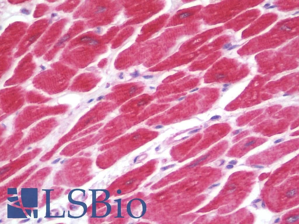IHC-plus™ VCL / Vinculin Antibody
