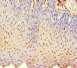 TMEM40 Antibody