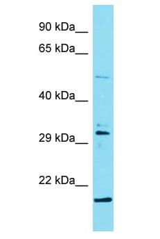 ODF3L2 Antibody (aa202-251)