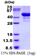 Human ARFIP2 / Arfaptin 2 Protein (Recombinant His)