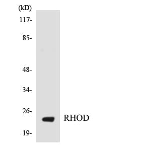 RHOD Antibody (aa97-146)