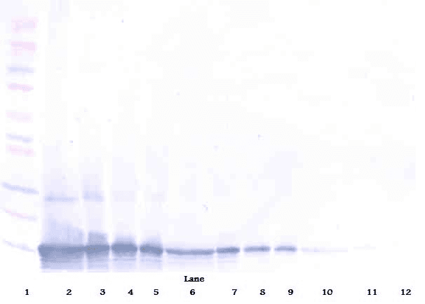CCL25 / TECK Antibody